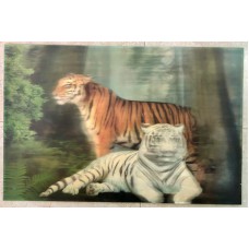 3D Lenticular lens picture-"Two snow Tigers' without frame-58x38 CM -58x38 CM (Code-LEN0012)